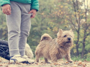 秋犬币最新行情走势解析与操作策略指南