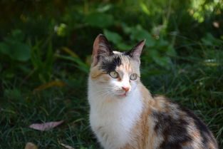 欧一区块链APP里的虚拟猫死亡原因及应对指南