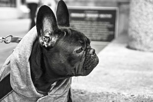 柴犬币近期走势分析与未来行情预测