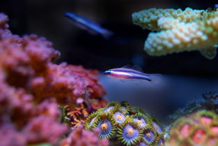 当海洋馆遇上区块链，让每一滴海水、每一条鱼都有迹可循