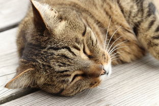区块链宠物龙猫，把软萌萌宠装进数字钱包的治愈玩法