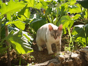 土狗猎手欧一区块链APP全解析：功能介绍与安全防骗必读指南