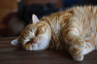 以猫命名的币种是什么？萌系加密货币的趣味与市场观察
