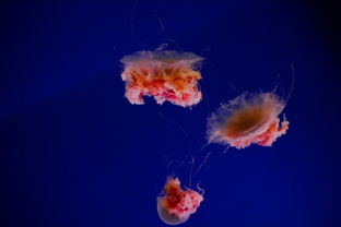 水母币是不是主流货币深度解析与现状分析
