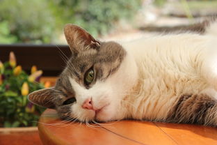 买猫咪是什么币种猫主题加密货币全面解析