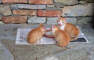 以猫命名的加密货币有哪些猫主题代币解析