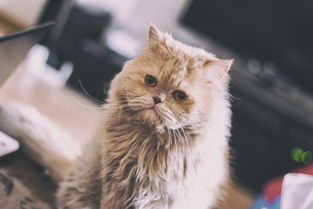 从以太坊加密猫到网易猫，区块链宠物的狂欢与冷思考