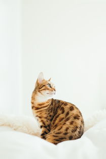 趣猫是什么币种 趣猫币项目背景与核心玩法详解