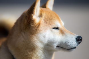 狗狗币柴犬币与BONK深度解析：主流三种狗币的市场定位与选择逻辑